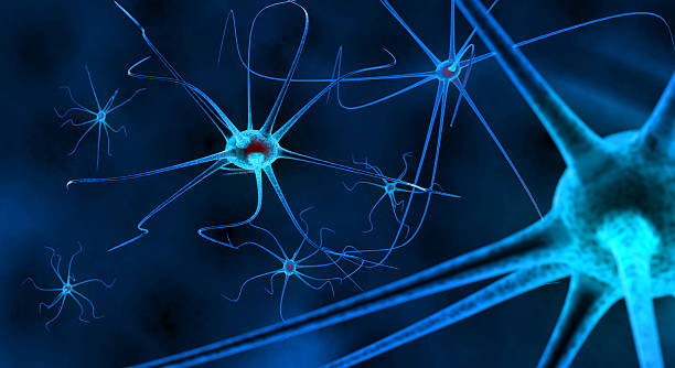 神經干細胞培養權威指南:NSPC高效提取與分化技術解析