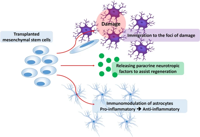 圖2:當干細胞被輸送到大腦和/或脊髓的損傷部位時,它們會分泌神經營養因子,促進神經細胞的修復。此外,在神經元分泌的營養因子的旁分泌作用下,干細胞會在神經系統微環境中分化為神經細胞。