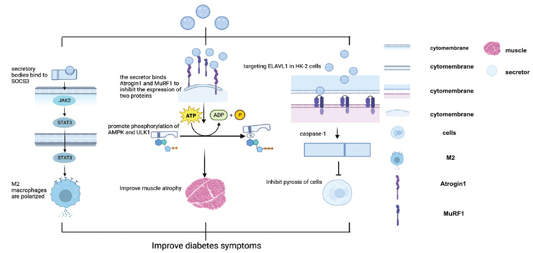 圖(2):干細(xì)胞衍生的分泌體。 圖(2):干細(xì)胞衍生的分泌體。