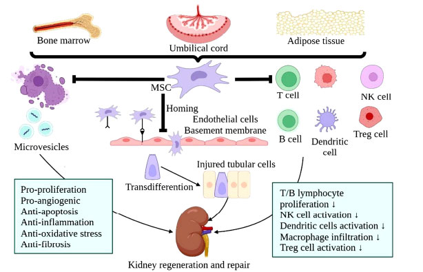 圖(3):MSCs治療腎臟疾病的機(jī)制示意圖 圖(3):MSCs治療腎臟疾病的機(jī)制示意圖