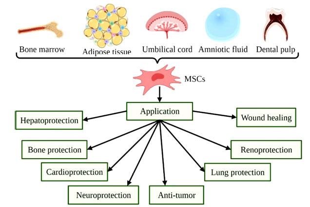 圖(2):MSCs的來(lái)源和用途示意圖。 圖(2):MSCs的來(lái)源和用途示意圖。