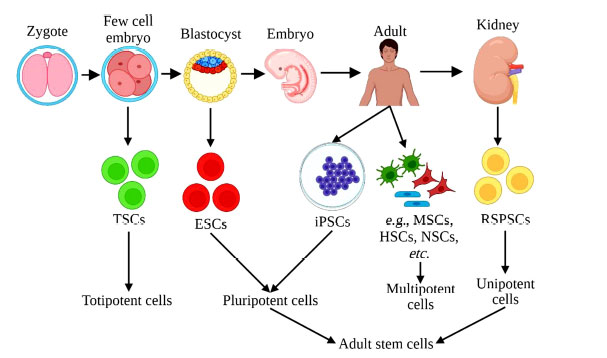 圖 (3):根據(jù)干細(xì)胞分化成其他細(xì)胞類型的能力對(duì)其進(jìn)行分類。 圖 (1):根據(jù)干細(xì)胞分化成其他細(xì)胞類型的能力對(duì)其進(jìn)行分類。