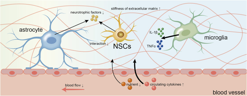 圖2:衰老過程中神經干細胞微環境的變化。 圖2:衰老過程中神經干細胞微環境的變化。