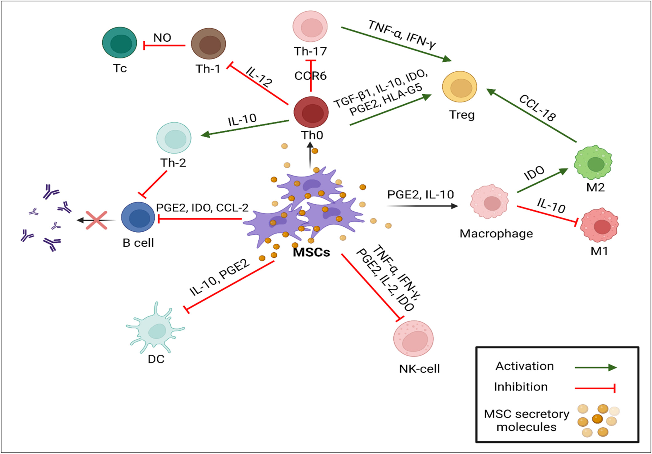 圖1:MSCs的免疫調節作用。 圖1:MSCs的免疫調節作用。
