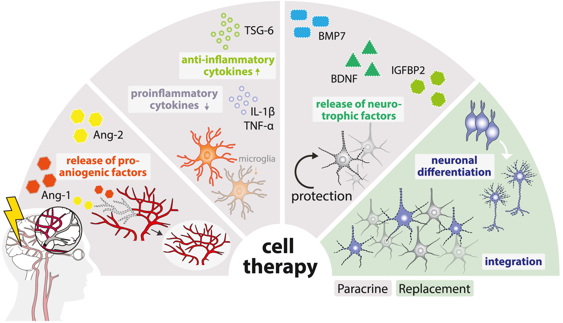 圖1:缺血性中風(fēng)的病理生理涉及神經(jīng)元變性、細(xì)胞凋亡增加、星形膠質(zhì)細(xì)胞和小膠質(zhì)細(xì)胞的激活以及血管重塑。細(xì)胞療法可通過多種旁分泌機(jī)制或直接細(xì)胞替換來逆轉(zhuǎn)這些過程。 圖1:缺血性中風(fēng)的病理生理涉及神經(jīng)元變性、細(xì)胞凋亡增加、星形膠質(zhì)細(xì)胞和小膠質(zhì)細(xì)胞的激活以及血管重塑。細(xì)胞療法可通過多種旁分泌機(jī)制或直接細(xì)胞替換來逆轉(zhuǎn)這些過程。