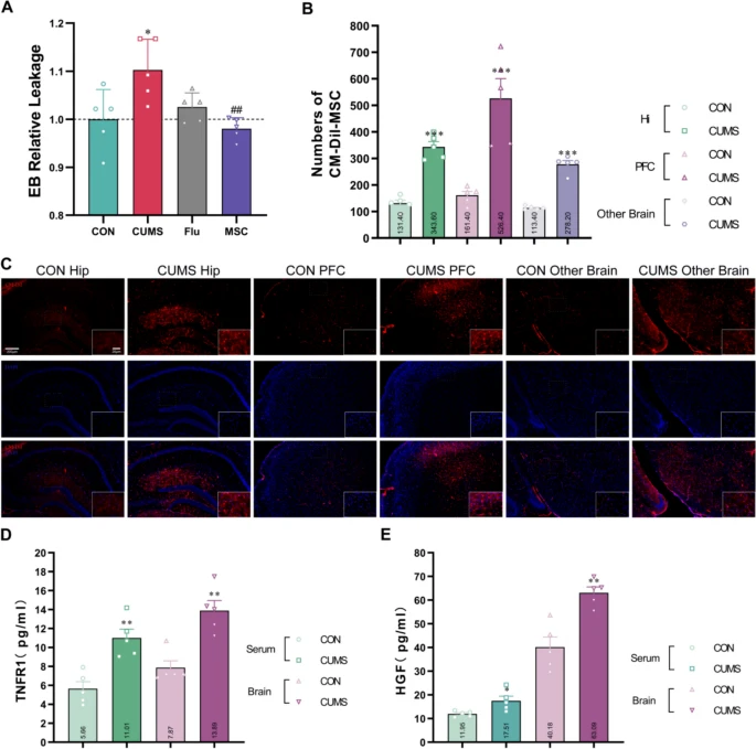 圖6:hUC-MSCs滲透至腦部并減弱CUMS小鼠的BBB通透性。 圖6:hUC-MSCs滲透至腦部并減弱CUMS小鼠的BBB通透性。