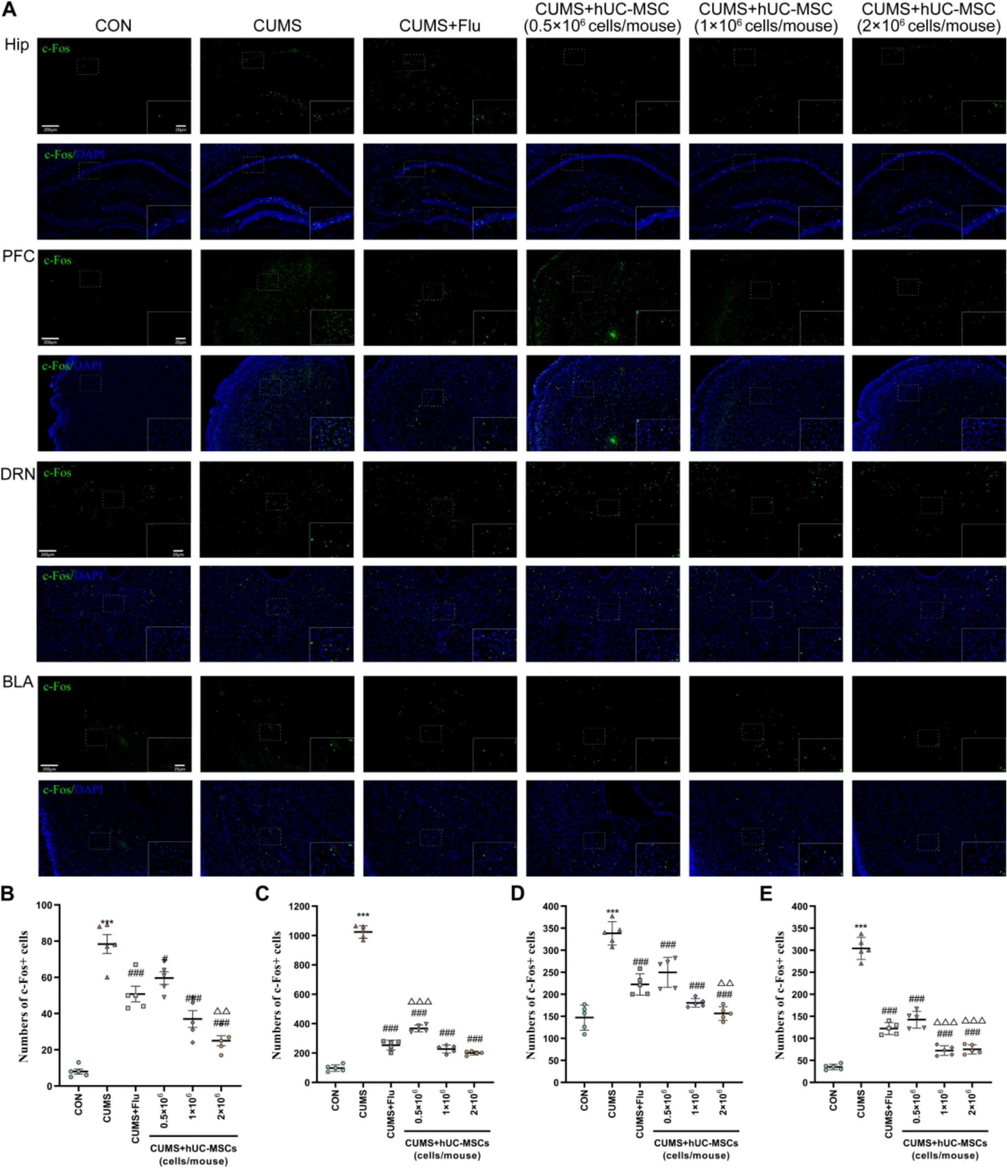 圖3:hUC-MSCs修復了CUMS小鼠的神經元活動異常。 圖3:hUC-MSCs修復了CUMS小鼠的神經元活動異常。