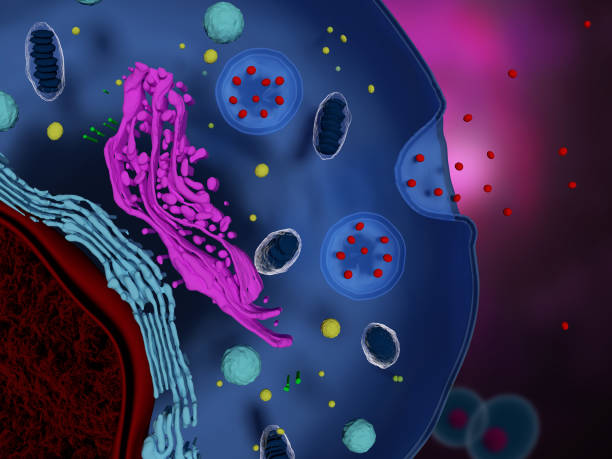 什么是間充質干細胞外泌體-治療機制-為何未大規(guī)模臨床應用? 什么是間充質干細胞外泌體-治療機制-為何未大規(guī)模臨床應用?