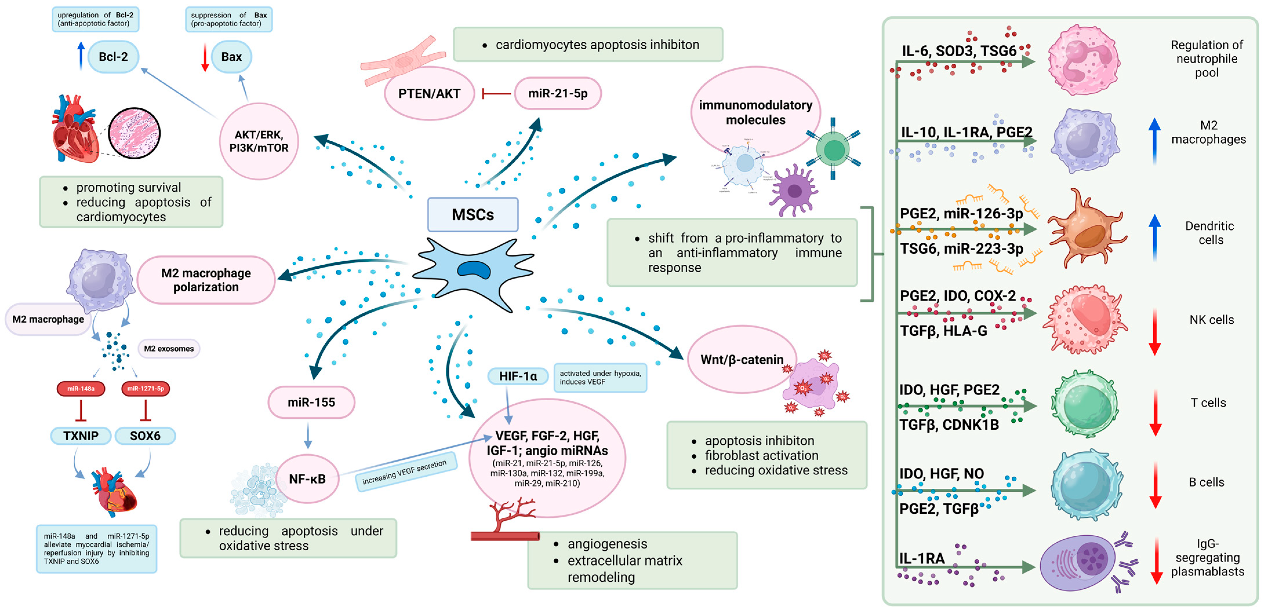 圖2:MSC發(fā)揮治療作用的機制。MSC在調(diào)節(jié)免疫反應和支持心臟組織修復方面發(fā)揮著關(guān)鍵作用。 圖2:MSC發(fā)揮治療作用的機制。MSC在調(diào)節(jié)免疫反應和支持心臟組織修復方面發(fā)揮著關(guān)鍵作用。