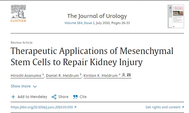 間充質干細胞在修復腎臟損傷的治療應用 間充質干細胞在修復腎臟損傷的治療應用