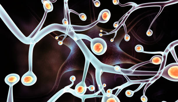 從靜息到激活:靶向腦室下區的神經干細胞實現帕金森病原位神經再生 從靜息到激活:靶向腦室下區的神經干細胞實現帕金森病原位神經再生