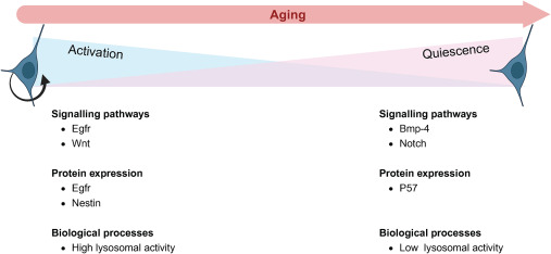 圖3:活躍和靜止神經干細胞之間的差異 圖3:活躍和靜止神經干細胞之間的差異