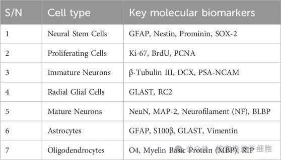 表2:下表總結了用于識別參與成人神經發生的細胞類型的關鍵分子生物標志物。 表2:下表總結了用于識別參與成人神經發生的細胞類型的關鍵分子生物標志物。