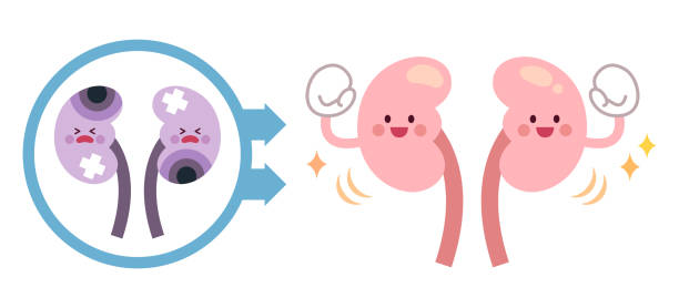 干細胞療法能讓腎臟再生嗎？科學真相與臨床進展