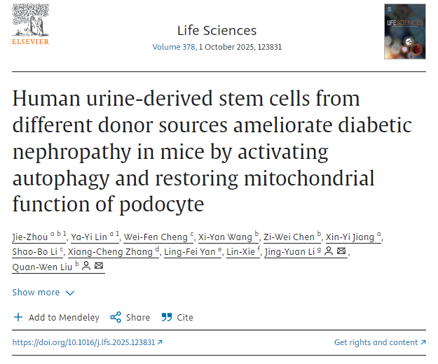 不同供體來源的人尿干細胞通過激活自噬和恢復足細胞線粒體功能改善小鼠糖尿病腎病 不同供體來源的人尿干細胞通過激活自噬和恢復足細胞線粒體功能改善小鼠糖尿病腎病