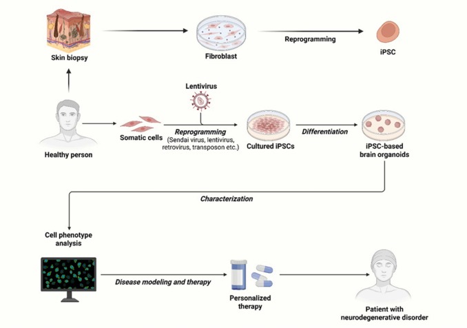 圖2.使用iPSC衍生的類器官對(duì)ND進(jìn)行建模和治療的說明。 圖2.使用iPSC衍生的類器官對(duì)ND進(jìn)行建模和治療的說明。