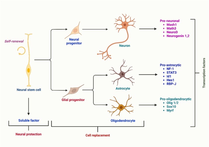 圖1:根據(jù)伴隨的轉(zhuǎn)錄因子,神經(jīng)干細(xì)胞分化為三種主要類型的神經(jīng)細(xì)胞:星形膠質(zhì)細(xì)胞、少突膠質(zhì)細(xì)胞和神經(jīng)元。 圖1:根據(jù)伴隨的轉(zhuǎn)錄因子,神經(jīng)干細(xì)胞分化為三種主要類型的神經(jīng)細(xì)胞:星形膠質(zhì)細(xì)胞、少突膠質(zhì)細(xì)胞和神經(jīng)元。