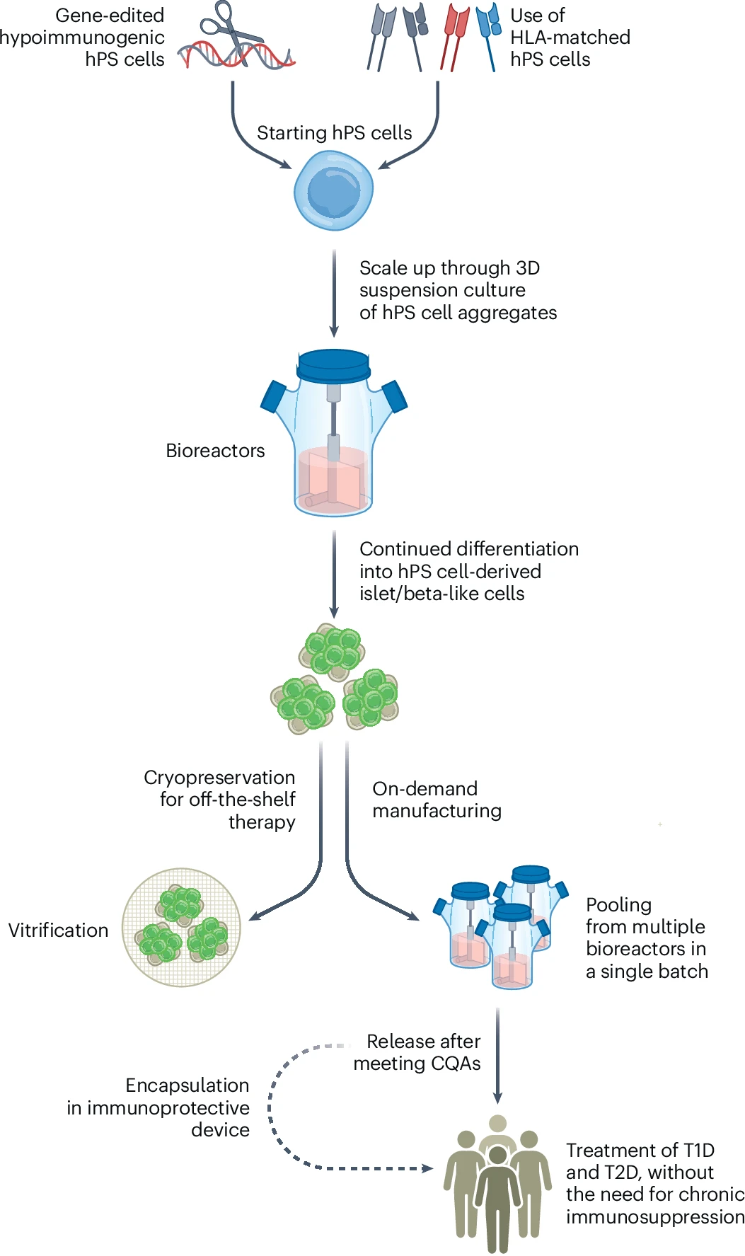 圖3:hPS細胞衍生的胰島/β樣細胞療法的設想制造過程。 圖3:hPS細胞衍生的胰島/β樣細胞療法的設想制造過程。