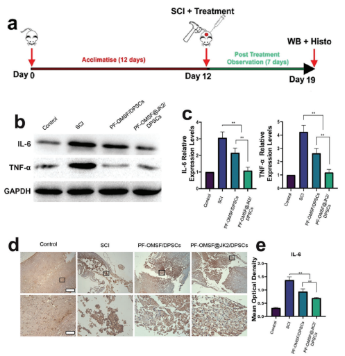 水凝膠處理的SCI的促炎細胞因子減少 水凝膠處理的SCI的促炎細胞因子減少