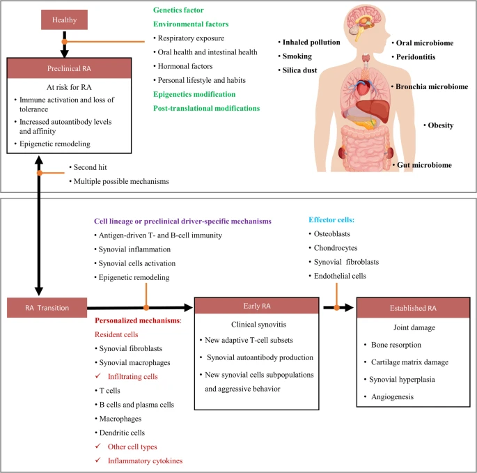 圖2:類風濕性關節炎的發生和發展。 圖2:類風濕性關節炎的發生和發展。