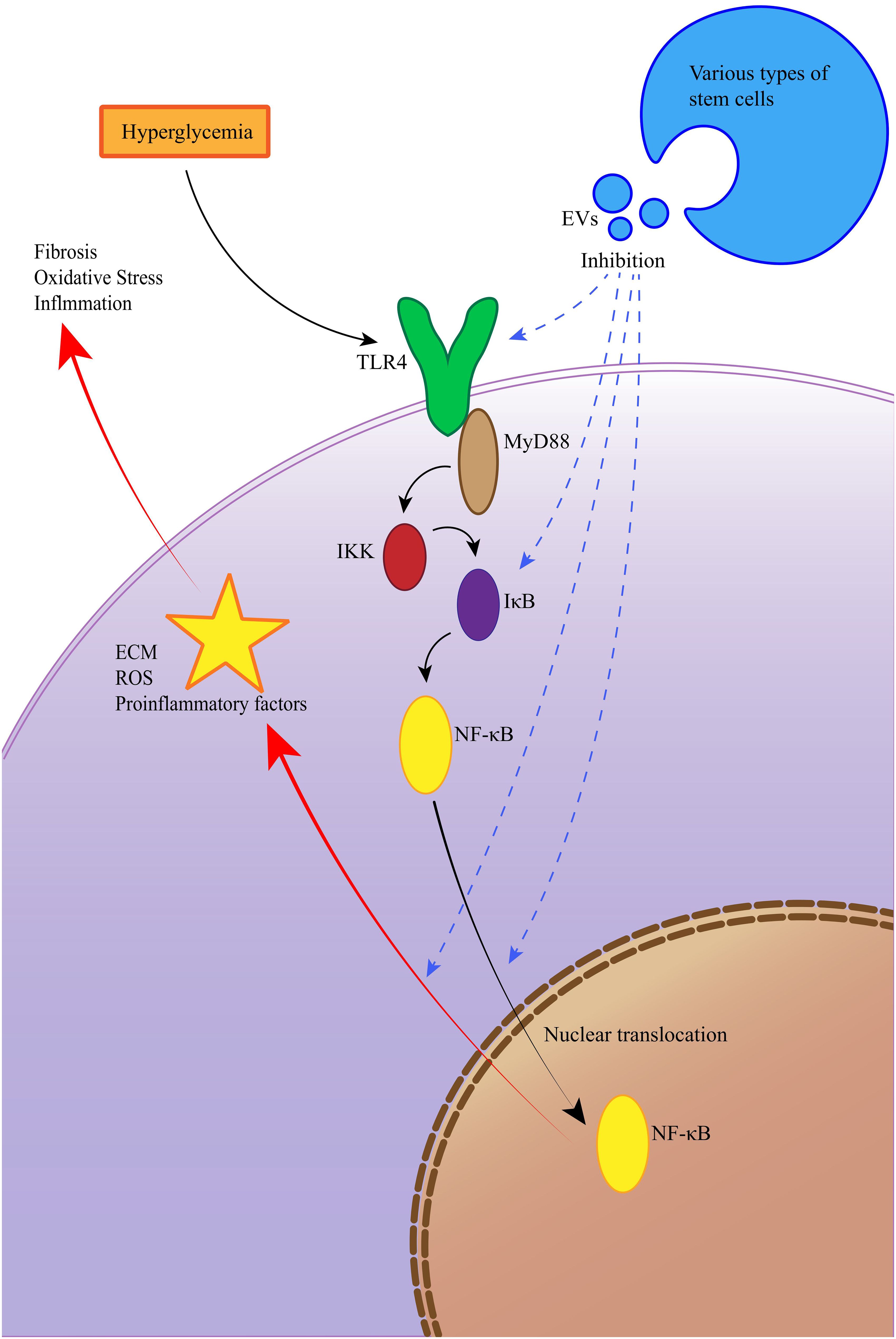 圖10:EV通過抑制TLR4/NF-κB信號通路改善糖尿病腎病 圖10:EV通過抑制TLR4/NF-κB信號通路改善糖尿病腎病