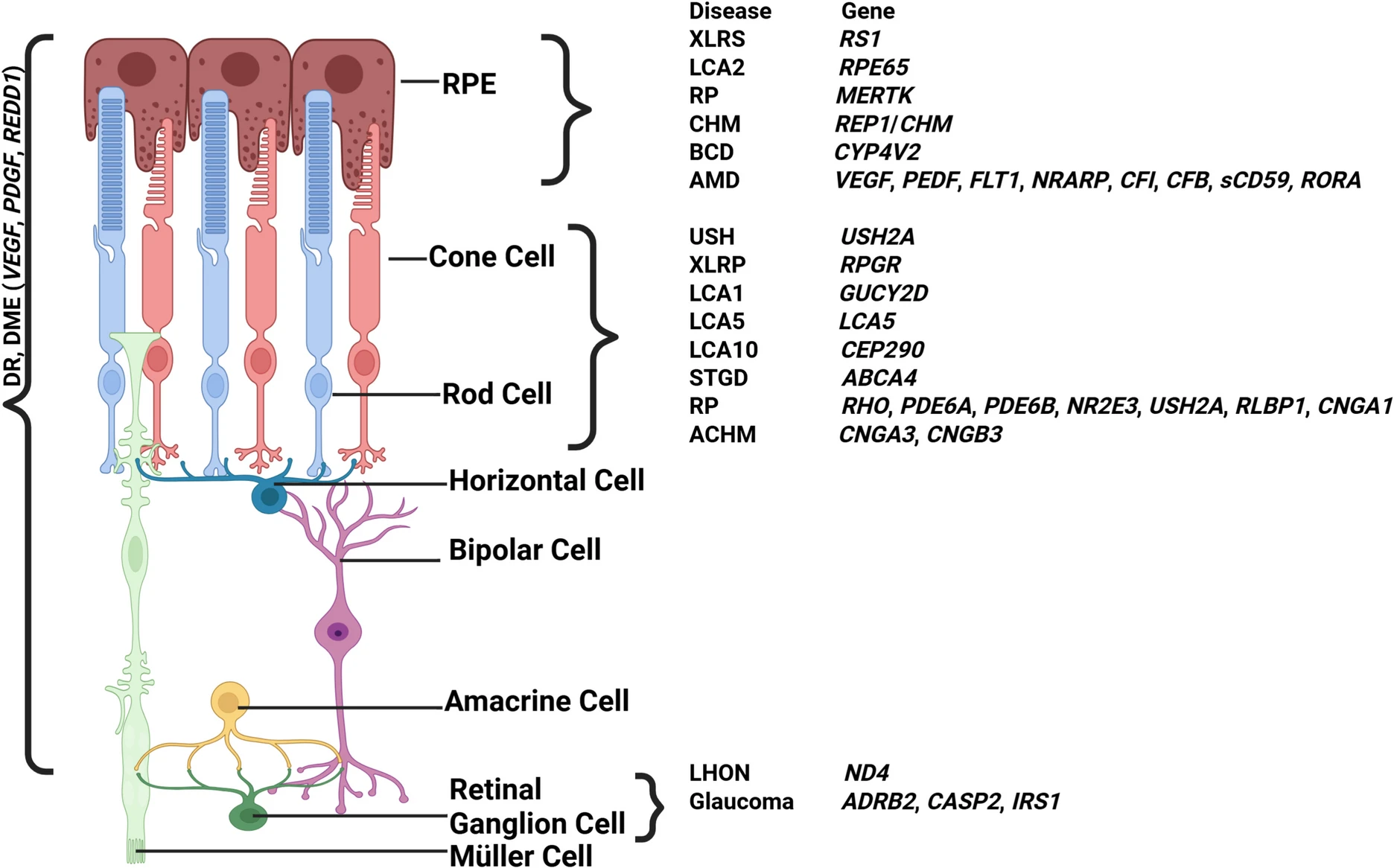 圖3:視網(wǎng)膜退行性疾病及相關(guān)基因示意圖。 圖3:視網(wǎng)膜退行性疾病及相關(guān)基因示意圖。
