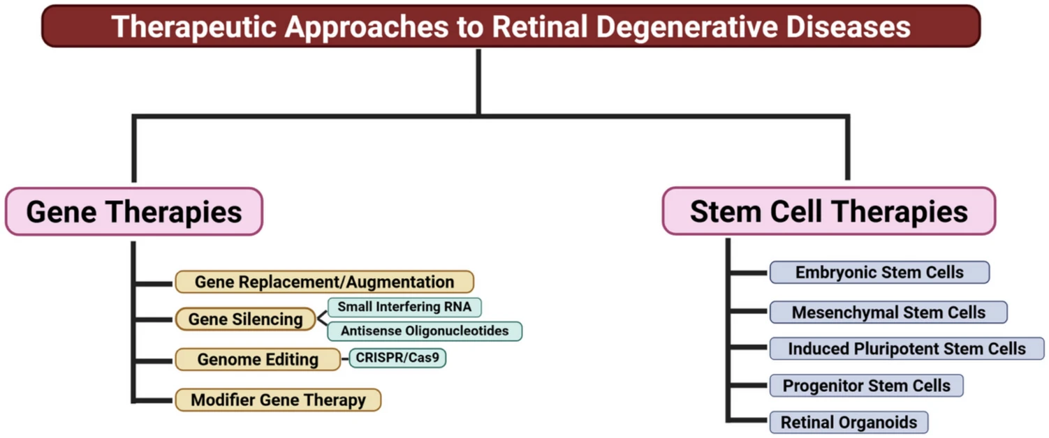 圖1:視網(wǎng)膜退行性疾病潛在治療方法流程圖 圖1:視網(wǎng)膜退行性疾病潛在治療方法流程圖