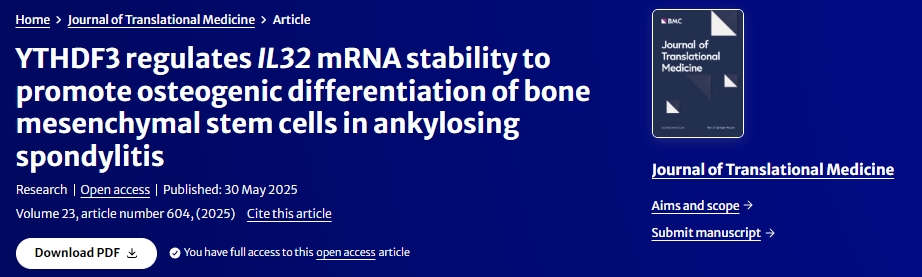 YTHDF3調節IL32?mRNA穩定性促進強直性脊柱炎骨髓間充質干細胞成骨分化 YTHDF3調節IL32?mRNA穩定性促進強直性脊柱炎骨髓間充質干細胞成骨分化