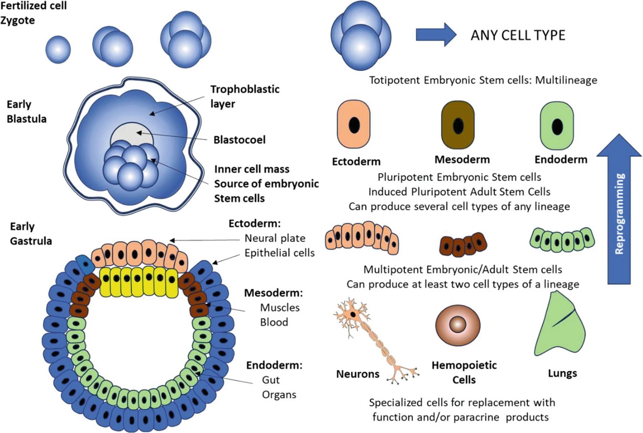 圖1:胚胎的早期發育和干細胞的類型 圖1:胚胎的早期發育和干細胞的類型