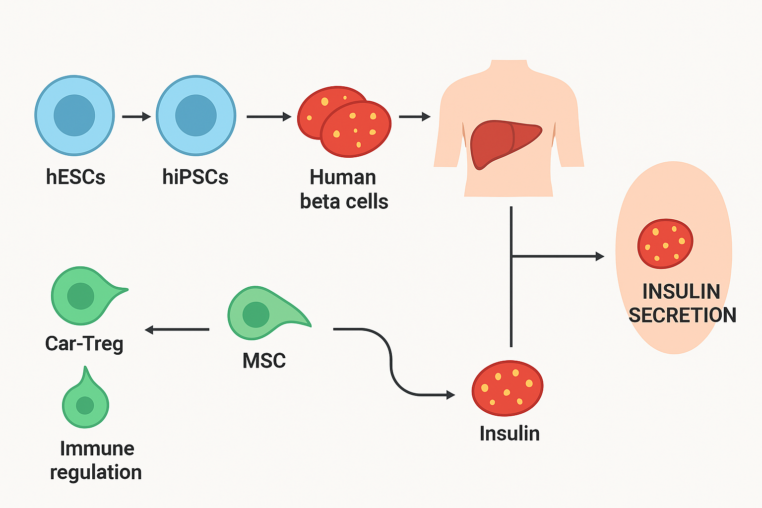 新研究有望終結(jié)胰島素注射!《糖尿病研究雜志》:干細(xì)胞療法可功能性治愈1型糖尿病 新研究有望終結(jié)胰島素注射!《糖尿病研究雜志》:干細(xì)胞療法可功能性治愈1型糖尿病