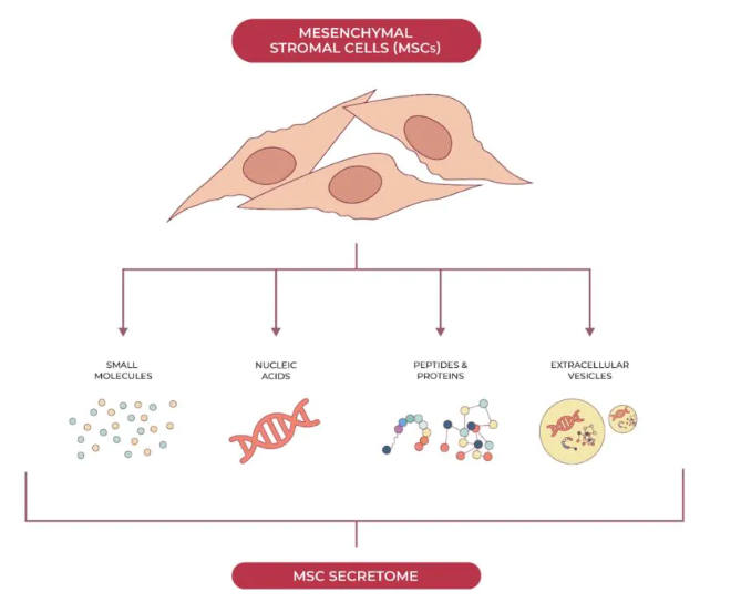 基于間充質(zhì)干細胞的人類疾病治療具有雙重益處:組織再生和釋放支持全身愈合的生物活性分子。 基于間充質(zhì)干細胞的人類疾病治療具有雙重益處:組織再生和釋放支持全身愈合的生物活性分子。