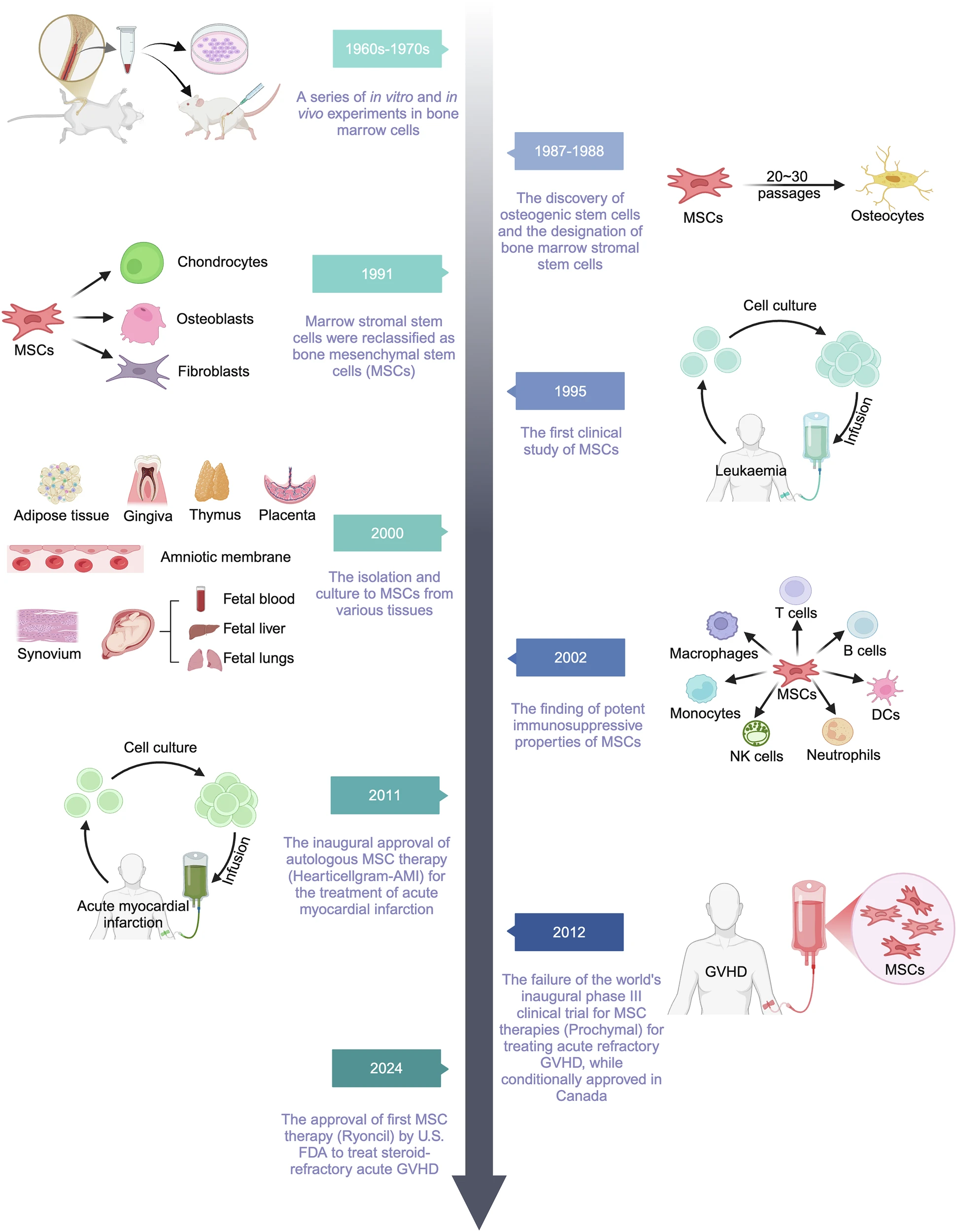 圖1:MSCs及其相關治療研究的歷史和里程碑。 圖1:MSCs及其相關治療研究的歷史和里程碑。