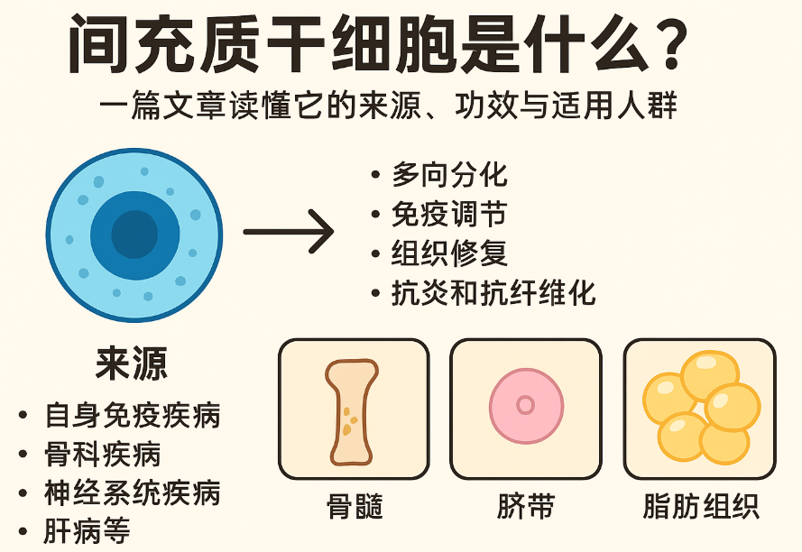 間充質(zhì)干細胞是什么?一篇文章讀懂它的來源、功效與適用人群 間充質(zhì)干細胞是什么?一篇文章讀懂它的來源、功效與適用人群