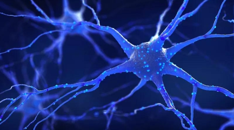 神經(jīng)干細(xì)胞療法 神經(jīng)干細(xì)胞療法