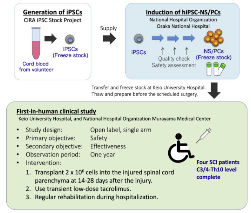 干細胞治療脊髓損傷 干細胞治療脊髓損傷