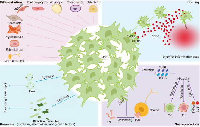 圖2:間充質(zhì)干細(xì)胞的治療機(jī)制。 圖2:間充質(zhì)干細(xì)胞的治療機(jī)制。