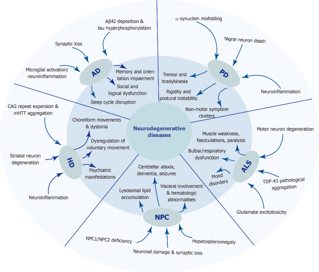 圖1:五種神經(jīng)退行性疾病的發(fā)病機(jī)制和臨床表現(xiàn)。 該圖總結(jié)了五種神經(jīng)退行性疾病復(fù)雜的病因和表型譜。 圖1:五種神經(jīng)退行性疾病的發(fā)病機(jī)制和臨床表現(xiàn)。 該圖總結(jié)了五種神經(jīng)退行性疾病復(fù)雜的病因和表型譜。