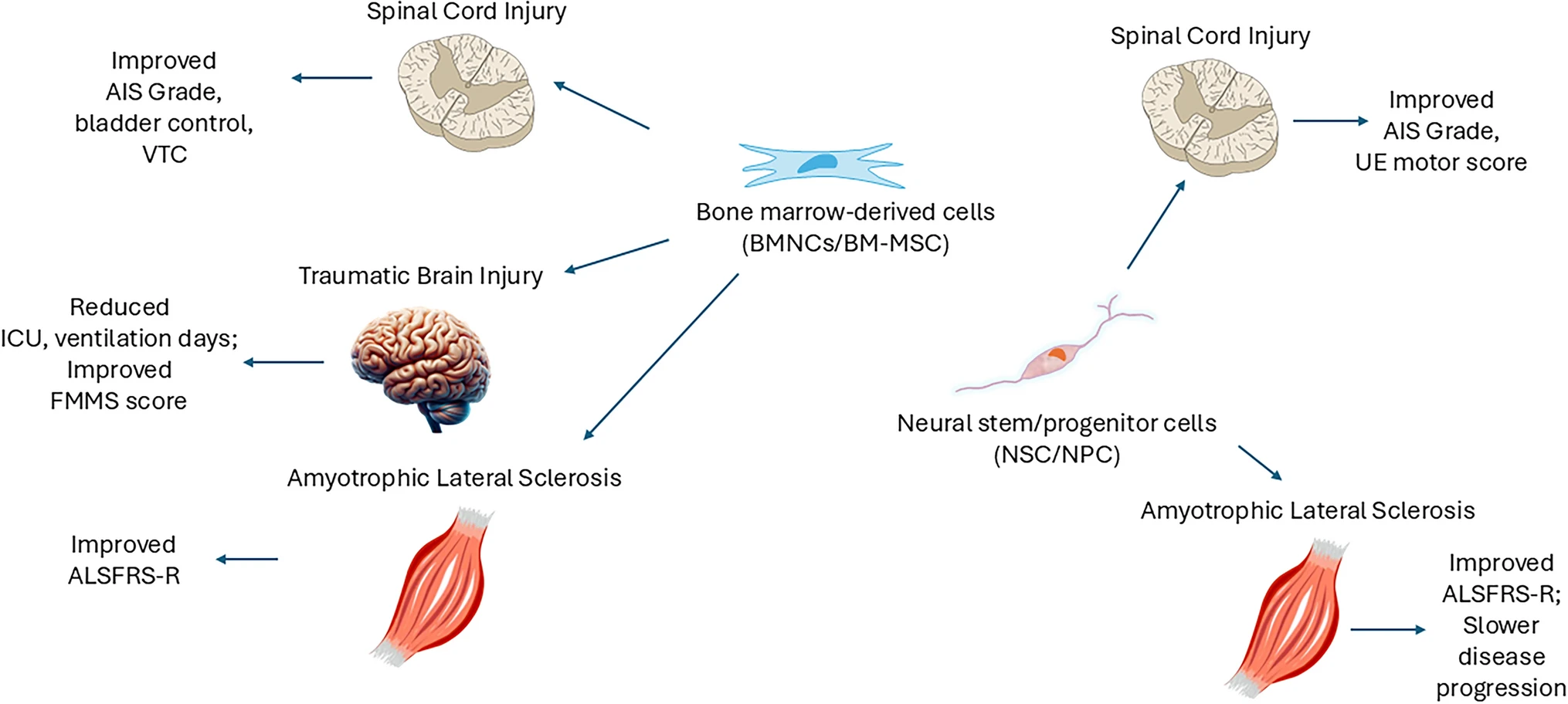 圖2:骨髓有核細胞和骨髓間充質細胞在神經創傷和神經退行性疾病中的潛在治療效果 圖2:骨髓有核細胞和骨髓間充質細胞在神經創傷和神經退行性疾病中的潛在治療效果