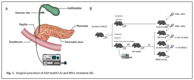 表1:SAP模型(A)和MSCs治療(B)的手術(shù)程序。 表1:SAP模型(A)和MSCs治療(B)的手術(shù)程序。