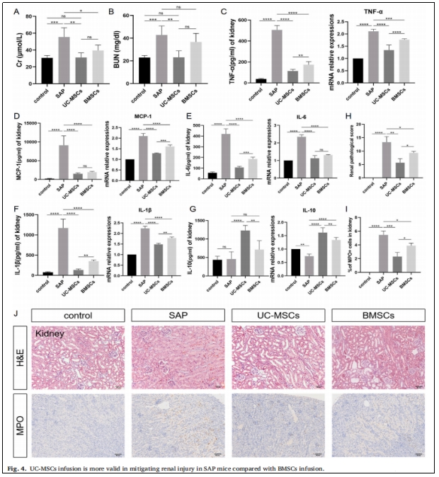 圖4:UC-MSCs輸注較BMSCs輸注更能有效減輕SAP小鼠的腎臟損傷。 圖4:UC-MSCs輸注較BMSCs輸注更能有效減輕SAP小鼠的腎臟損傷。